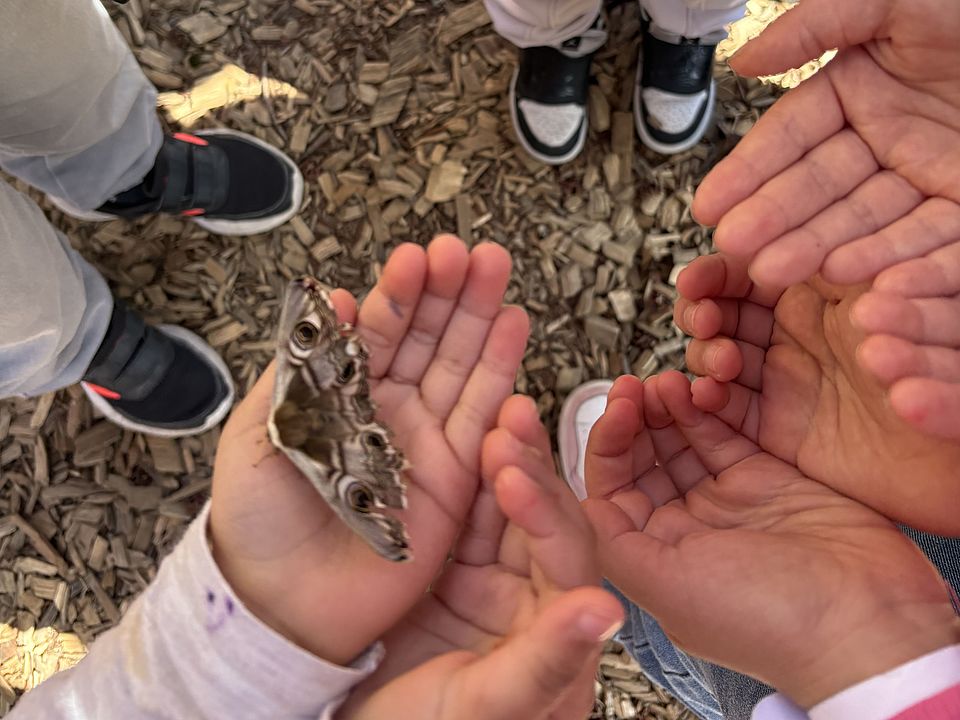 2026_04_Raupenprojekt_Kita_Fuldablick__6_.jpeg Drei paar geöffnete Hände von Kindern der DRK-Kita Fuldablick in einem Kreis mit zwei Schmetterlingen darauf