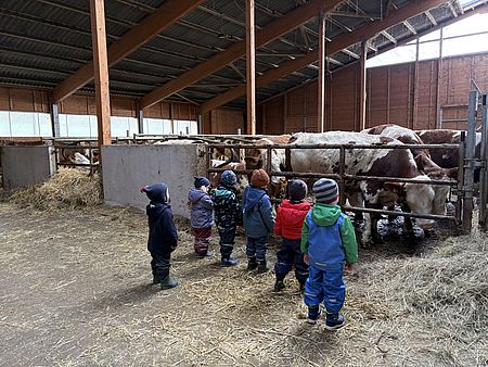 Kinder der DRK‑Kita Hedemünden besuchen einen Bauernhof und beobachten Kühe im Stall